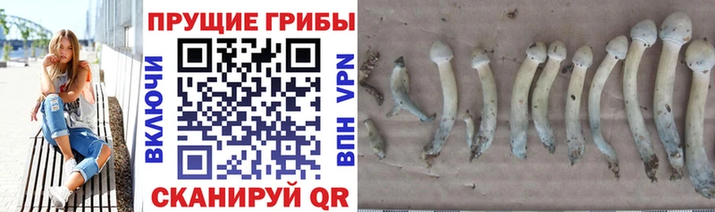 Псилоцибиновые грибы прущие грибы  Купить  Пыталово 